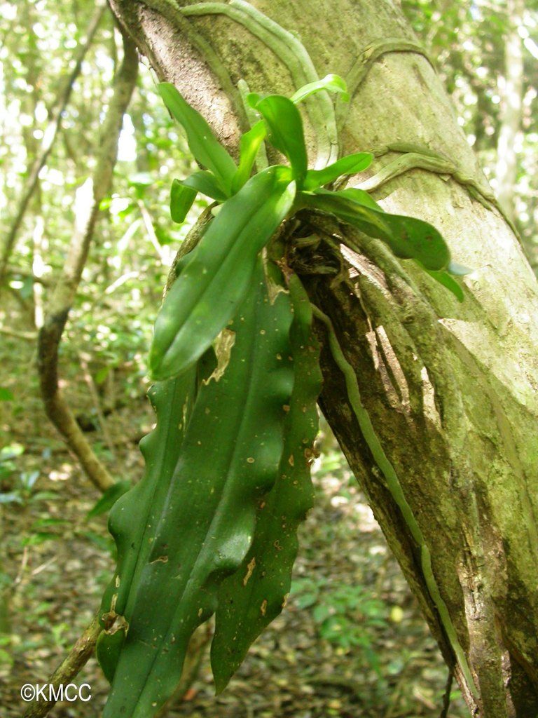 Erasanthe