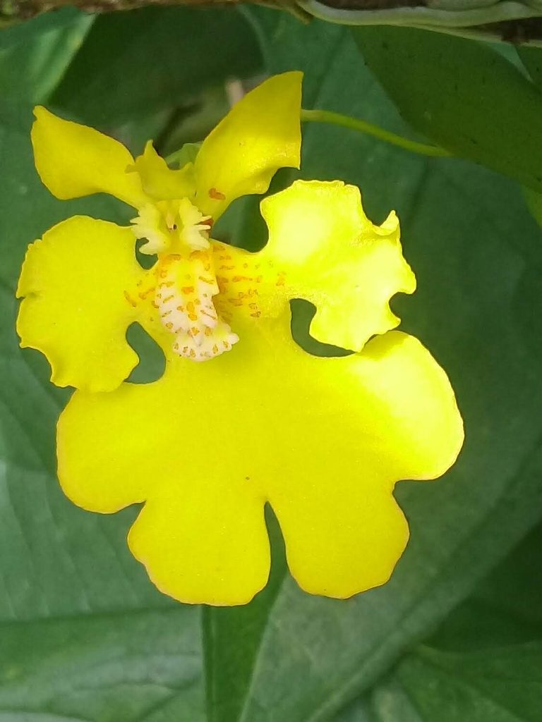 Erycina