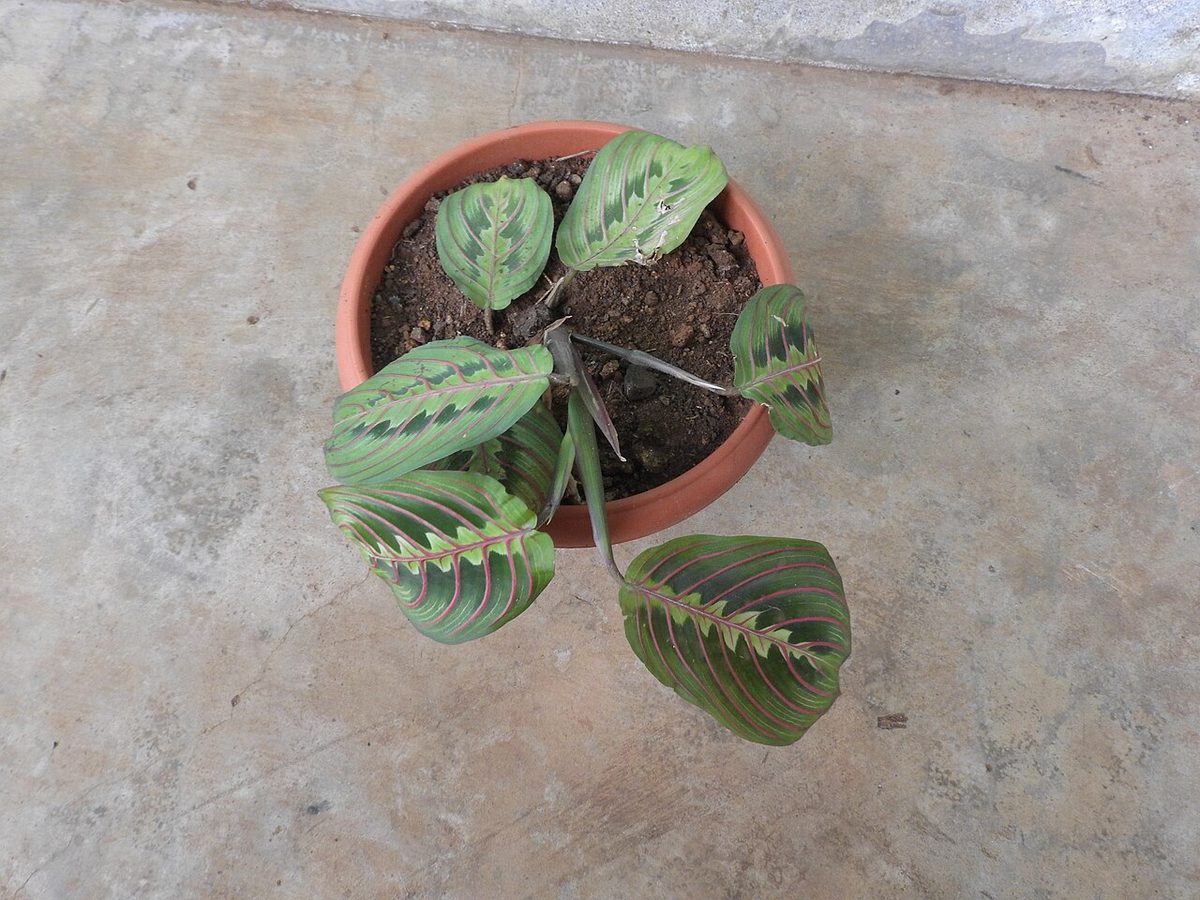 Erythroneura
