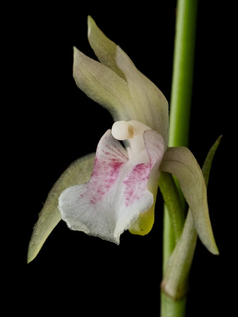 Eulophia