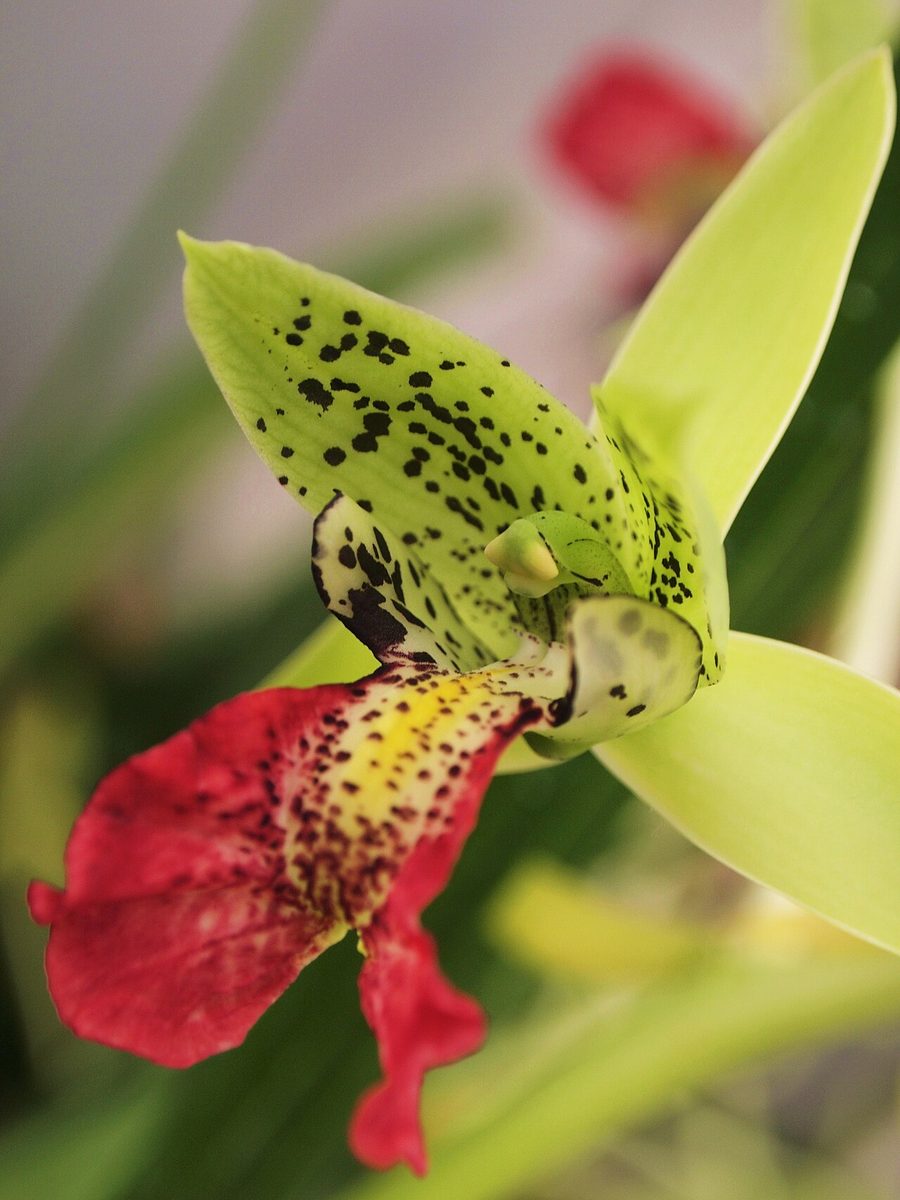 Eulophia pardalina
