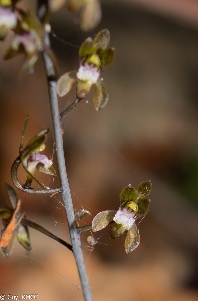 Eulophia roseovariegata