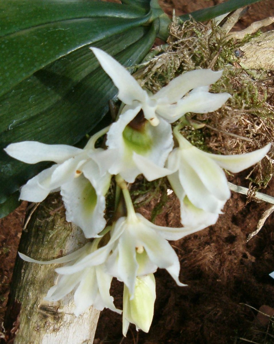 Eurychone