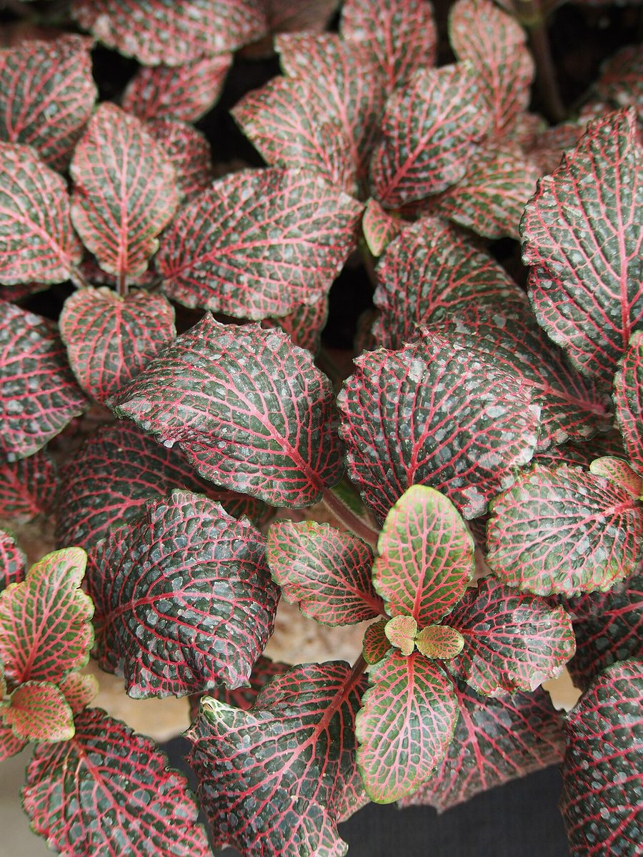 Fittonia verschaffeltii