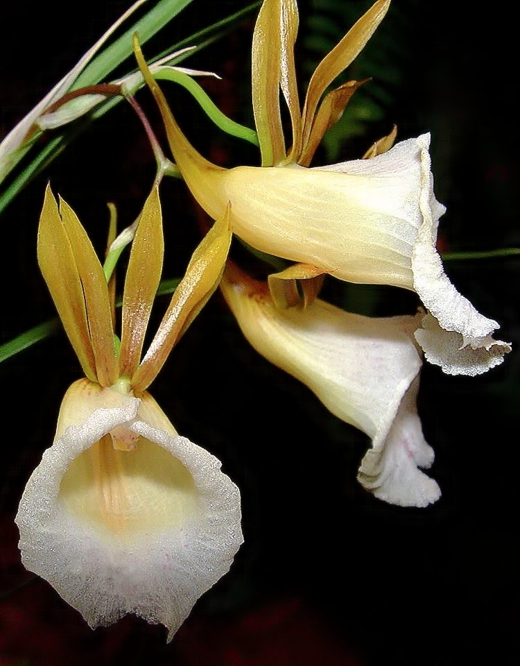 Galeandra