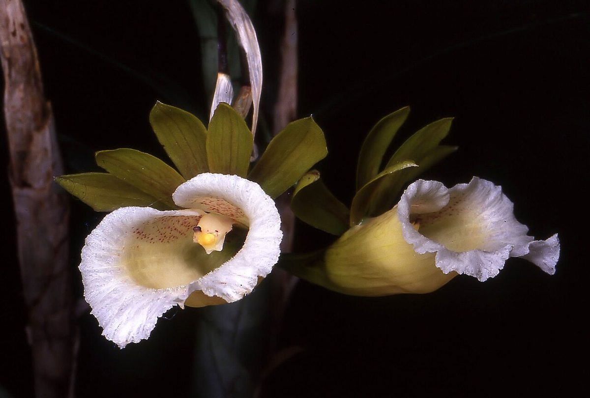 Galeandra leptoceras