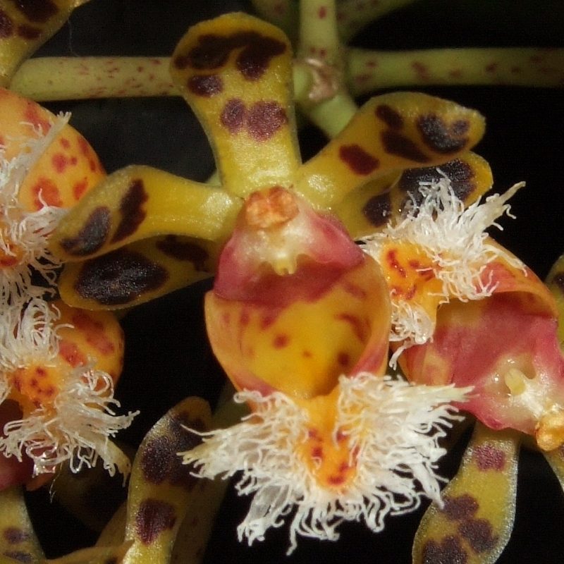 Gastrochilus