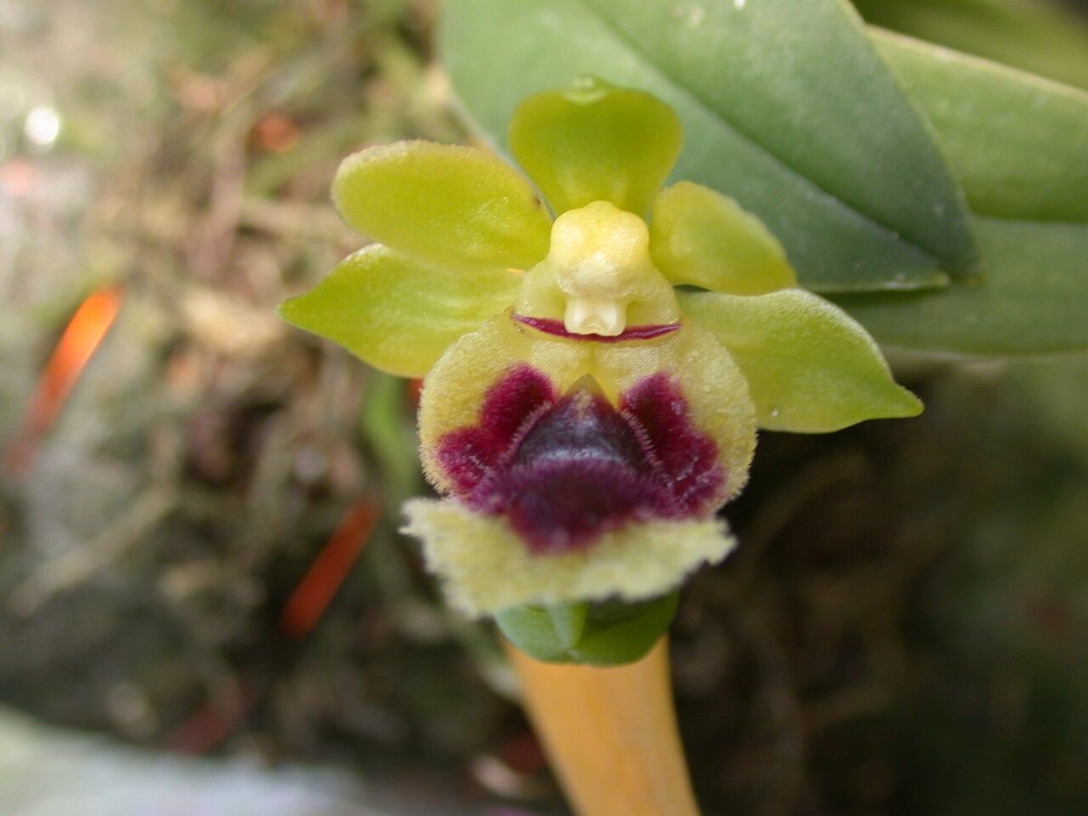 Gastrochilus retrocallus