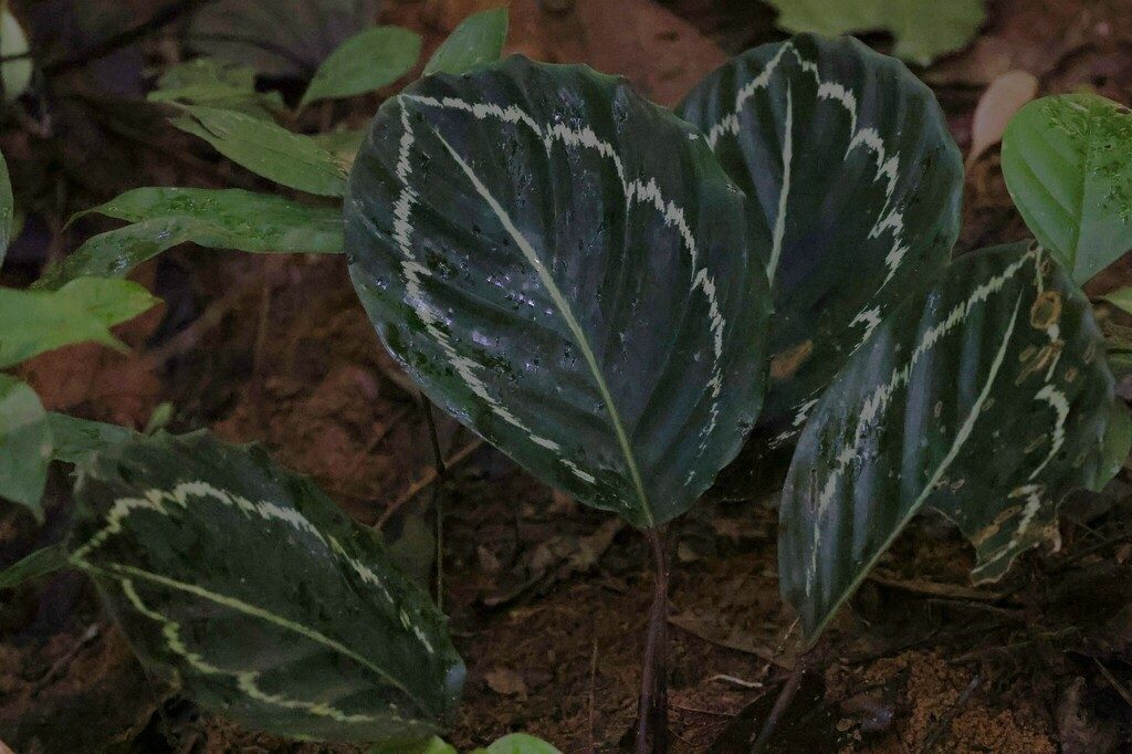 Goeppertia roseopicta