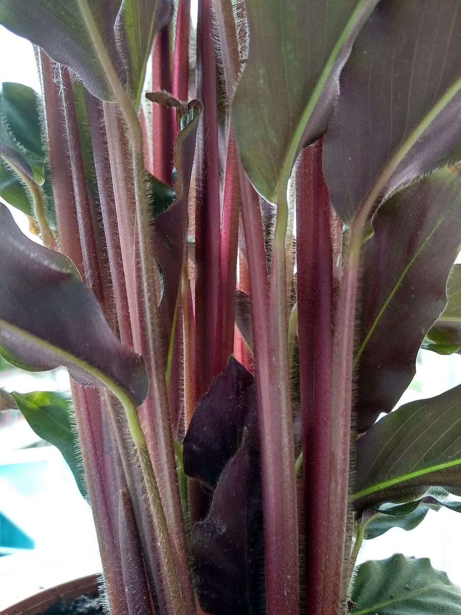 Goeppertia rufibarba