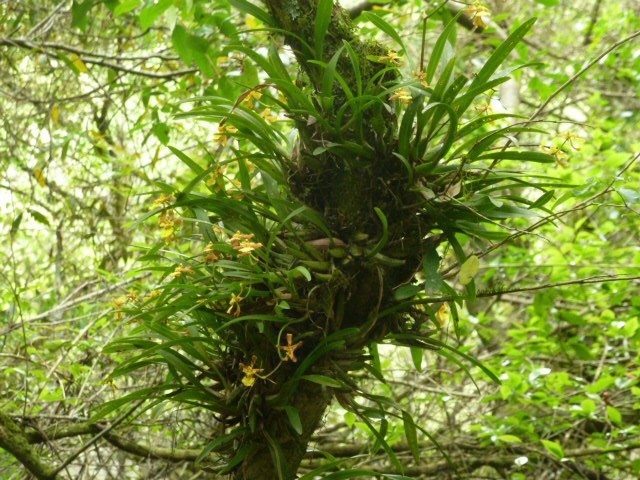 Gomesa longipes