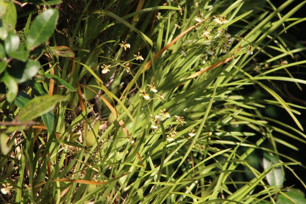 Gomesa radicans