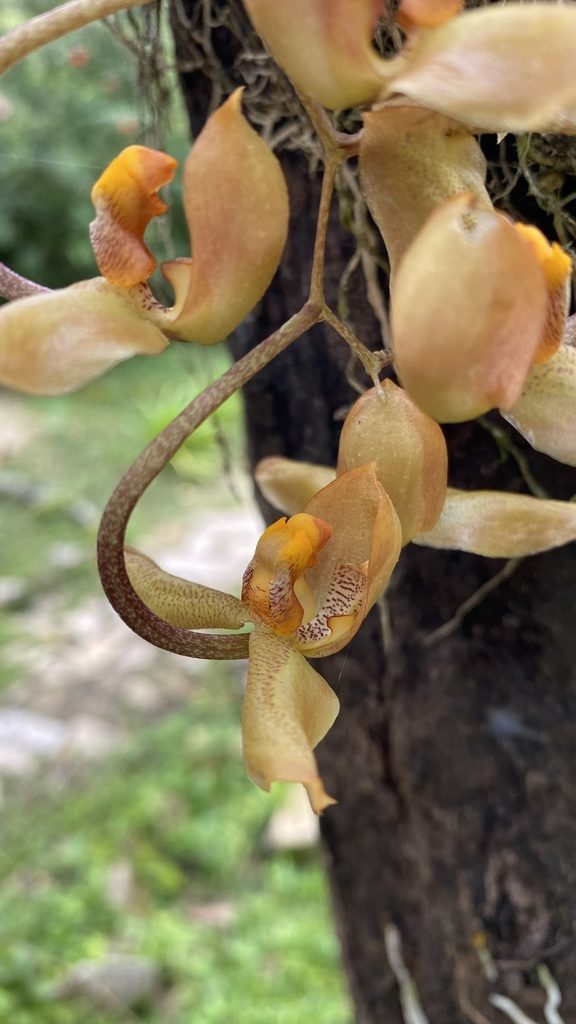 Gongora galeata