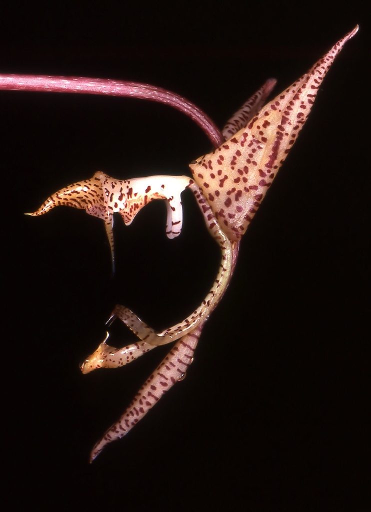Gongora