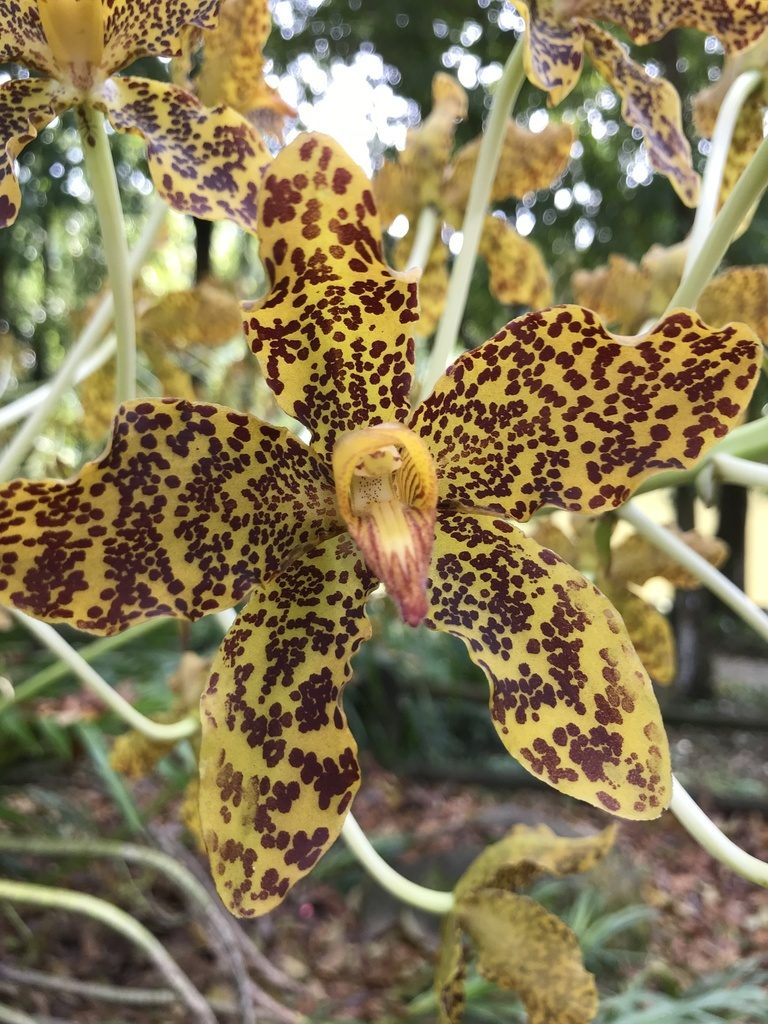 Grammatophyllum