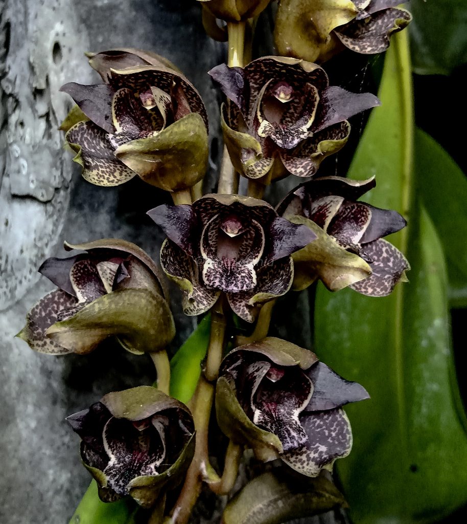 Grammatophyllum stapeliiflorum