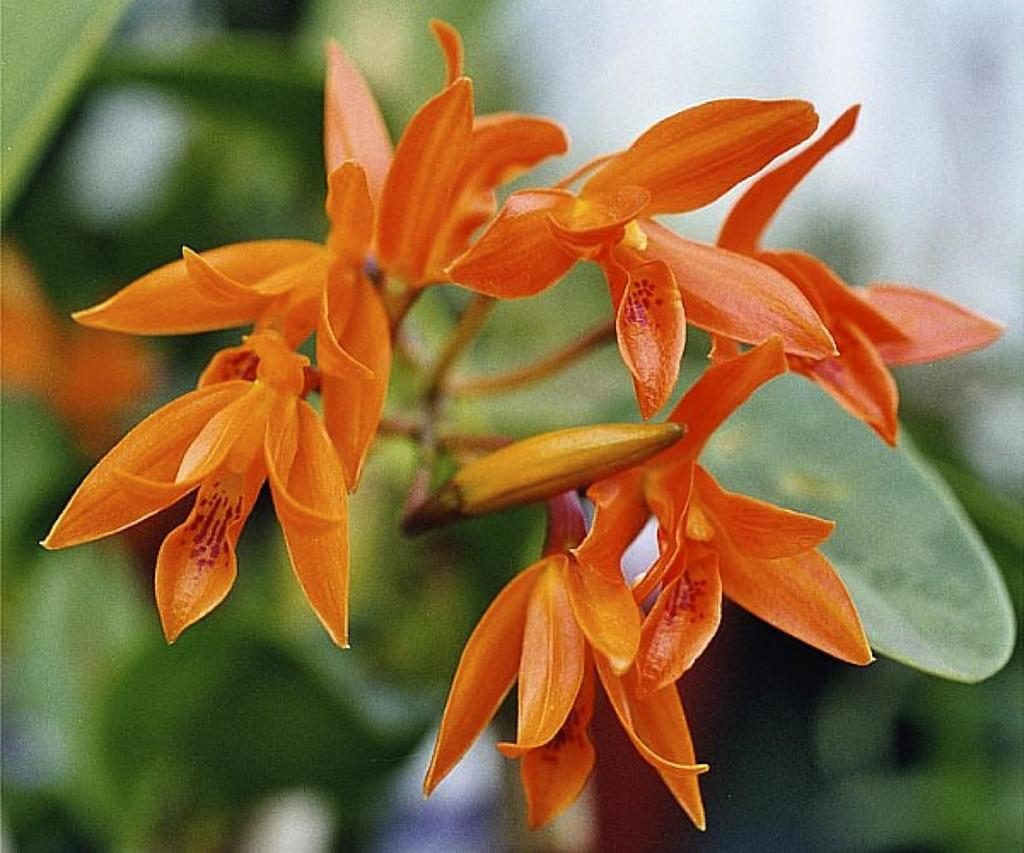Guarianthe