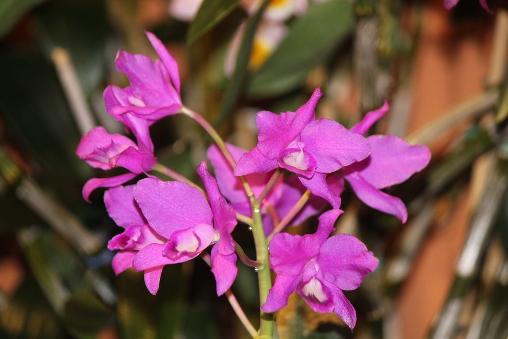 Guarianthe bowringiana