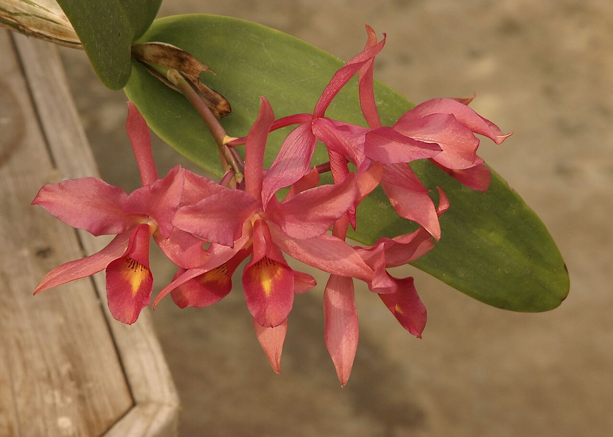 Guarianthe laelioides