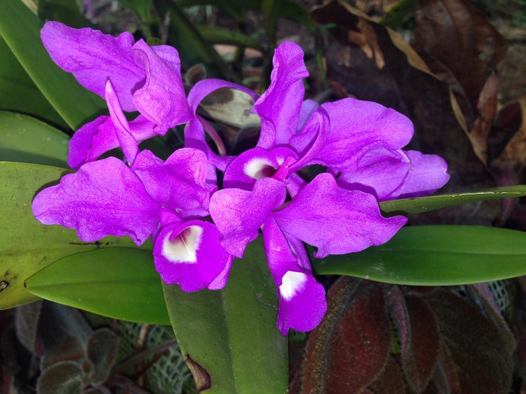 Guarianthe skinneri