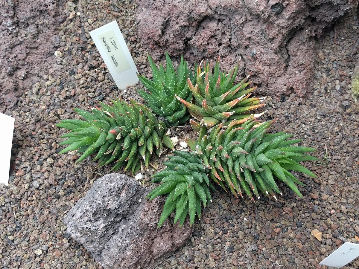 Haworthiopsis