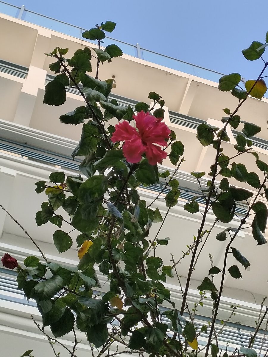 Hibiscus rosa-sinensis
