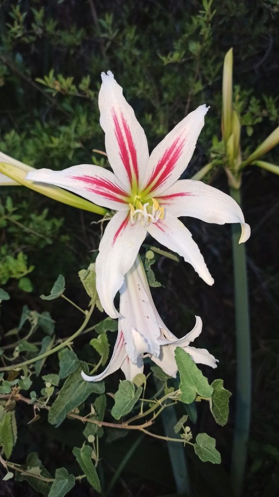 Hippeastrum