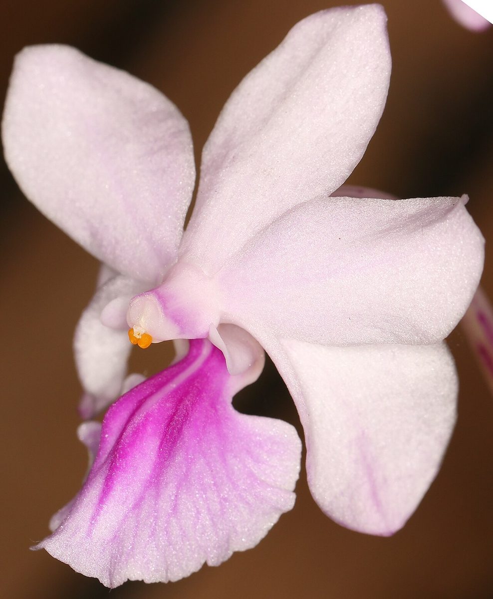 Holcoglossum