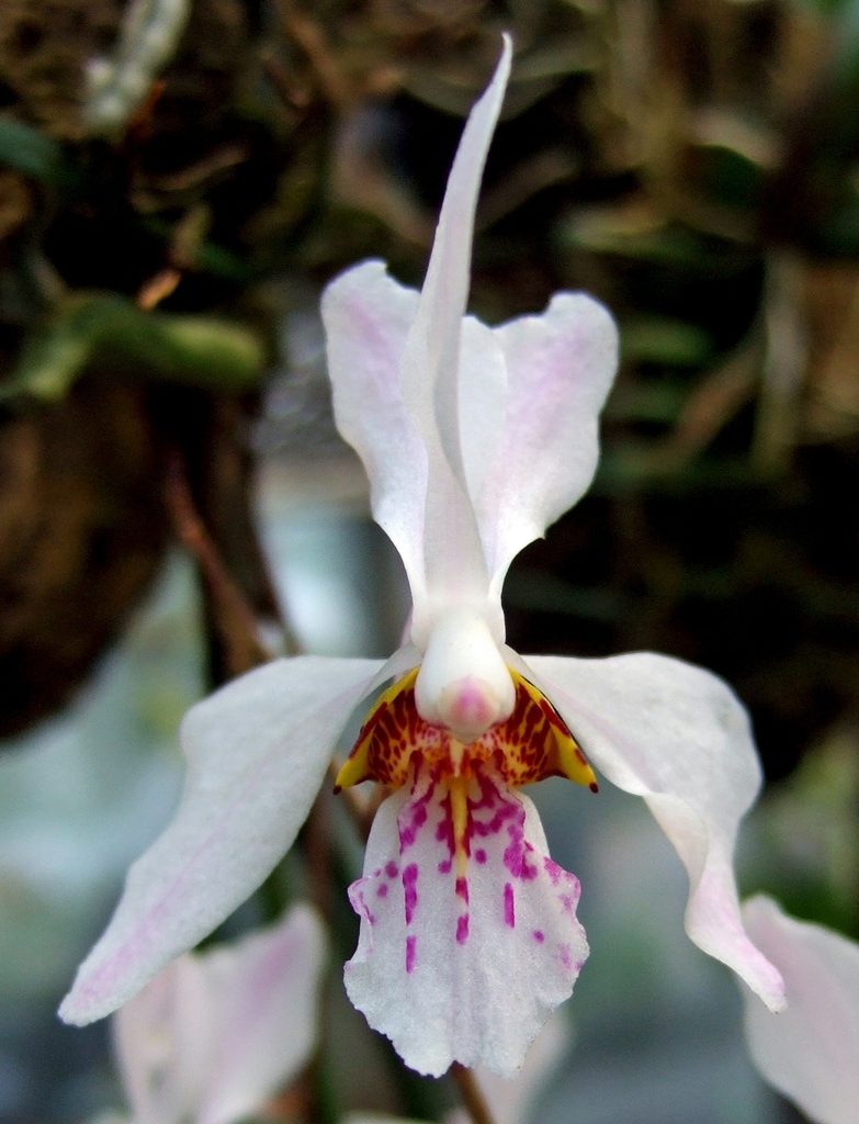 Holcoglossum wangii