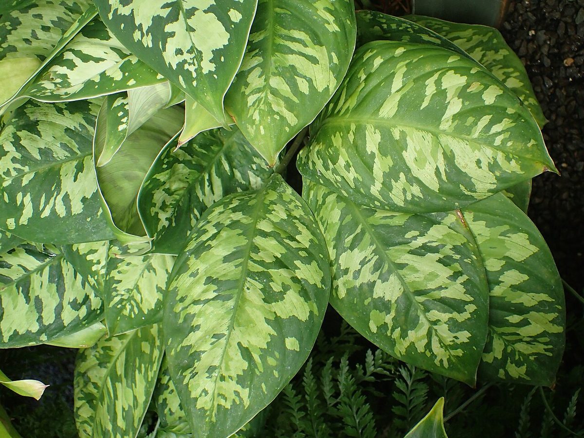 Homalomena wallisii