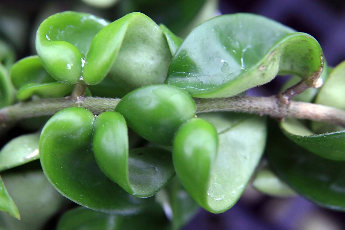 Hoya compacta