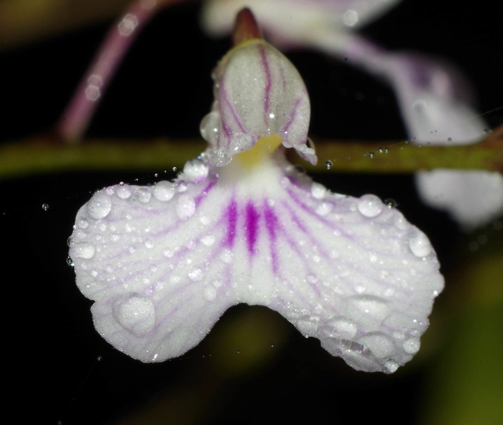 Ionopsis