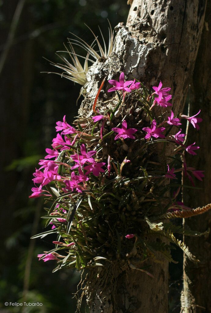 Isabelia violacea