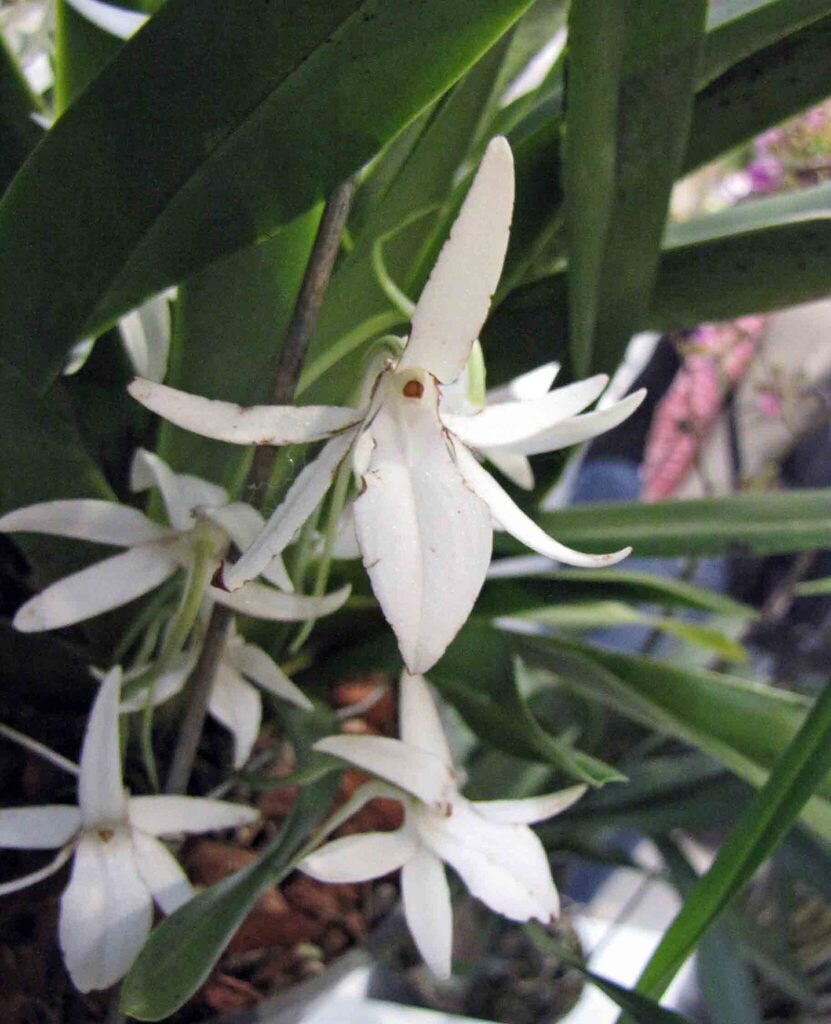 Jumellea