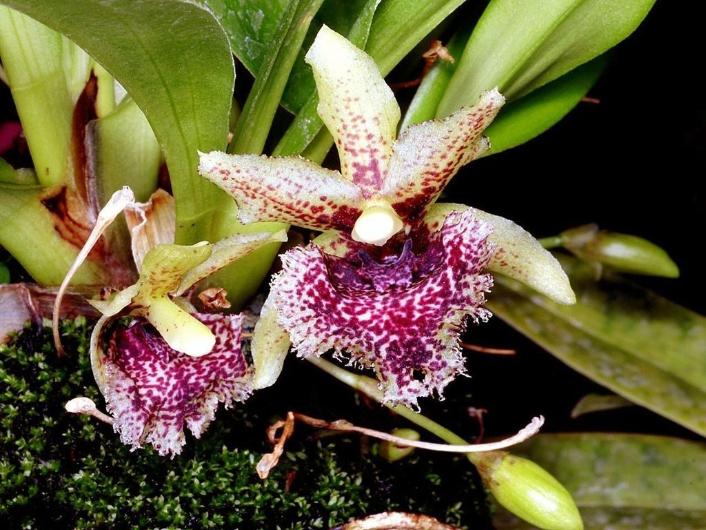 Kefersteinia