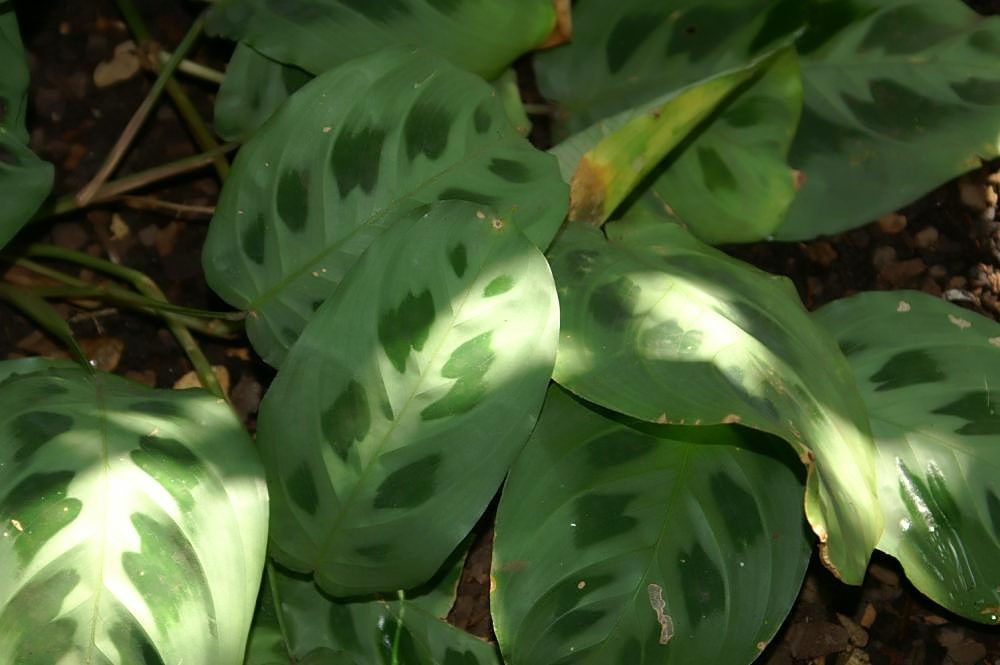 Kerchoveana