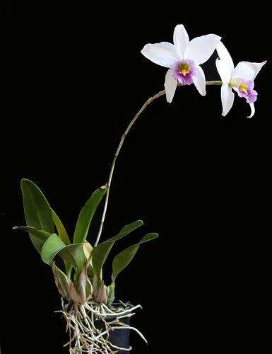 Laelia anceps