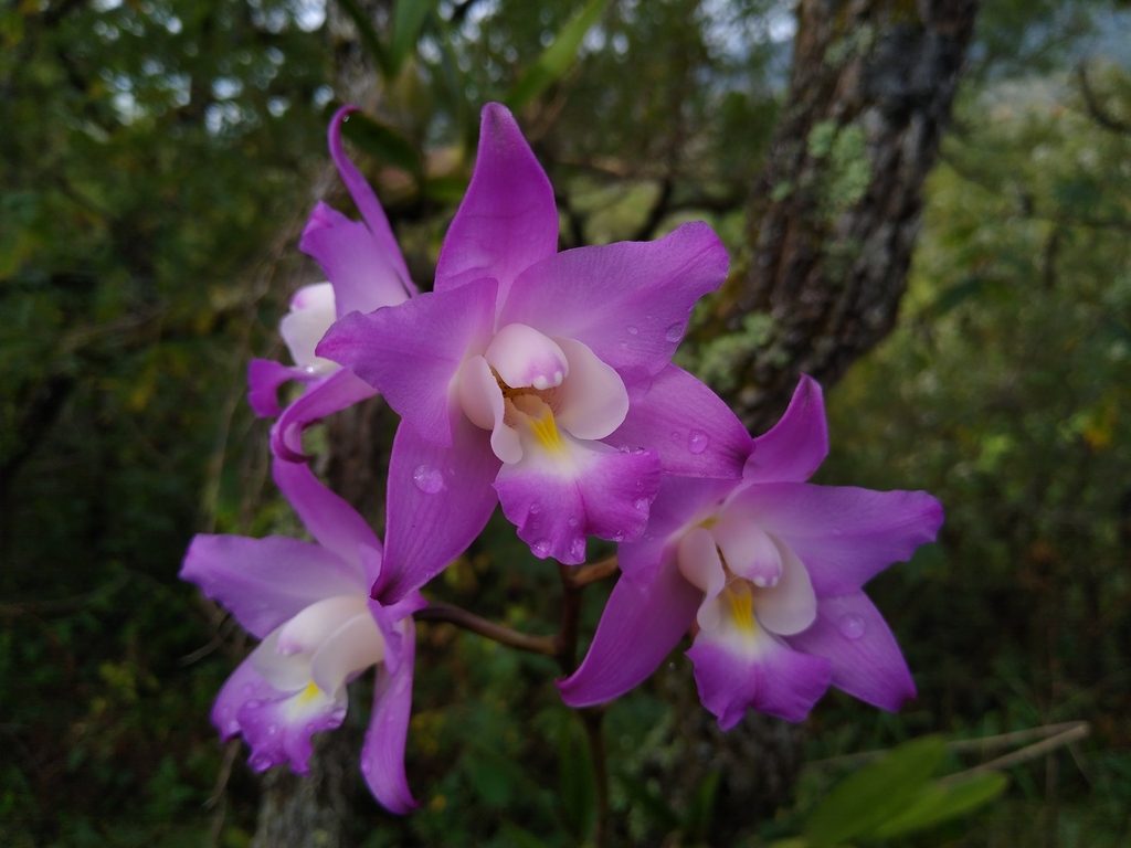 Laelia autumnalis