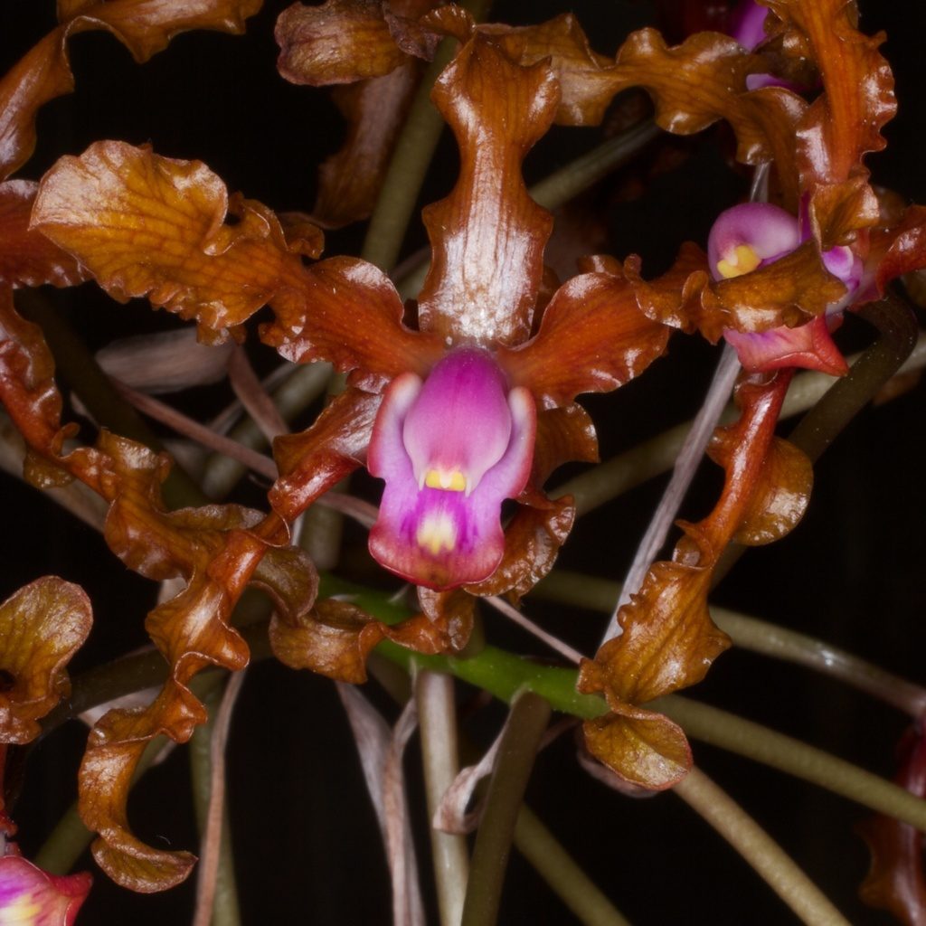 Laelia colombiana