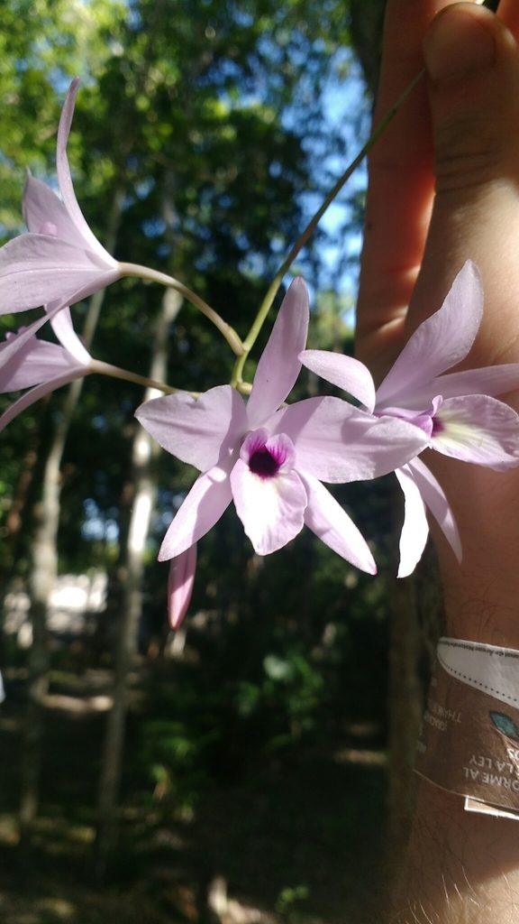 Laelia rubescens