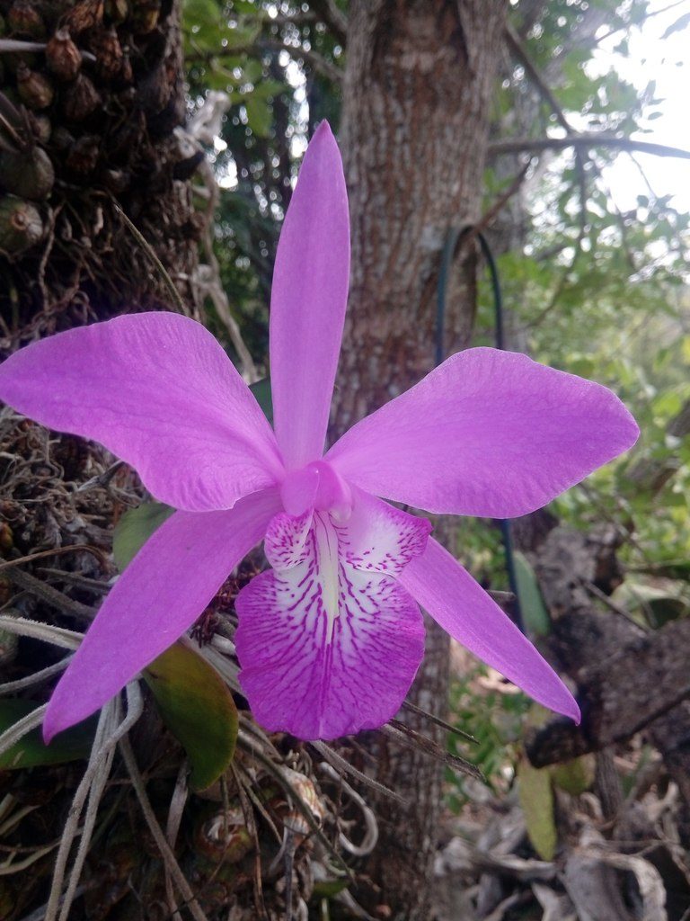 Laelia speciosa