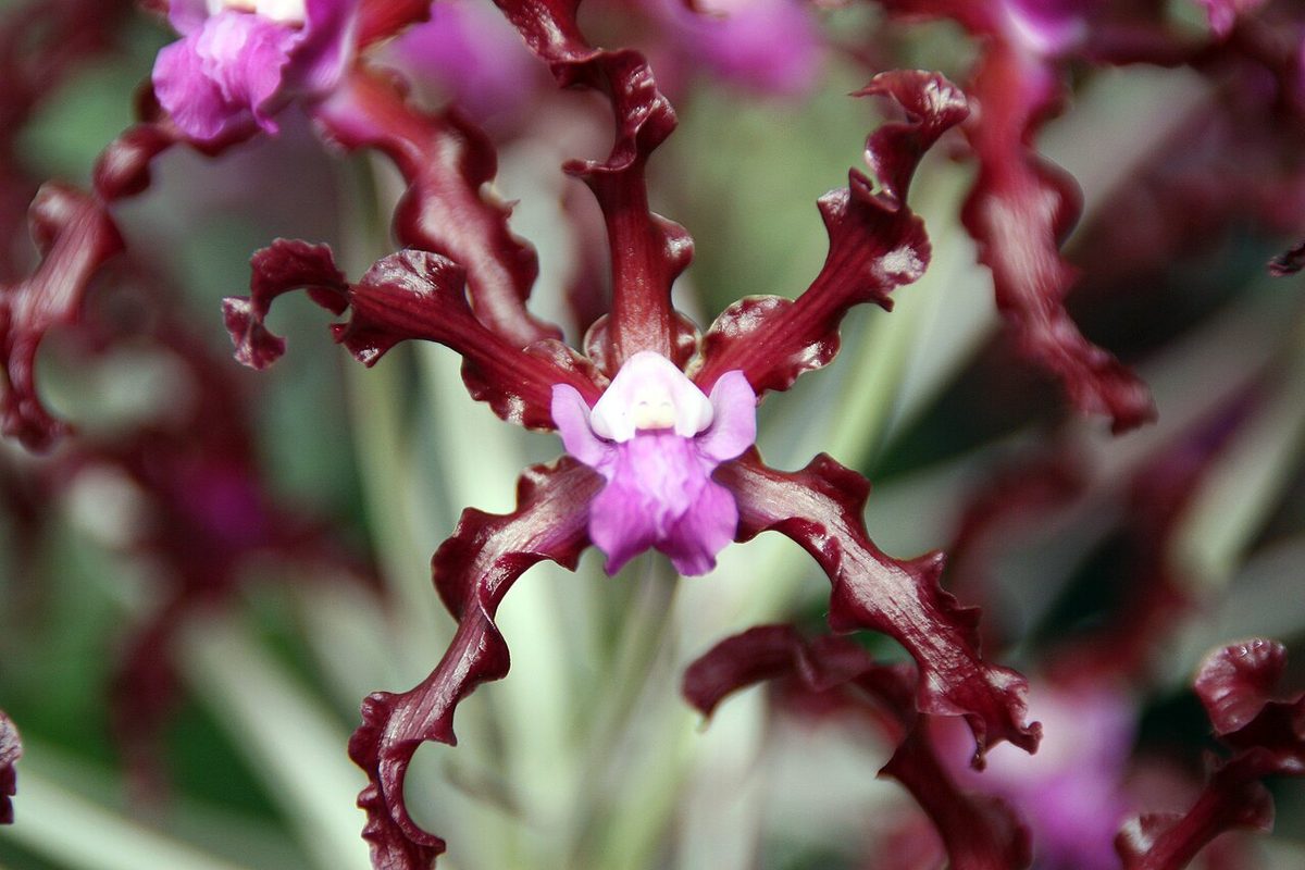 Laelia undulata