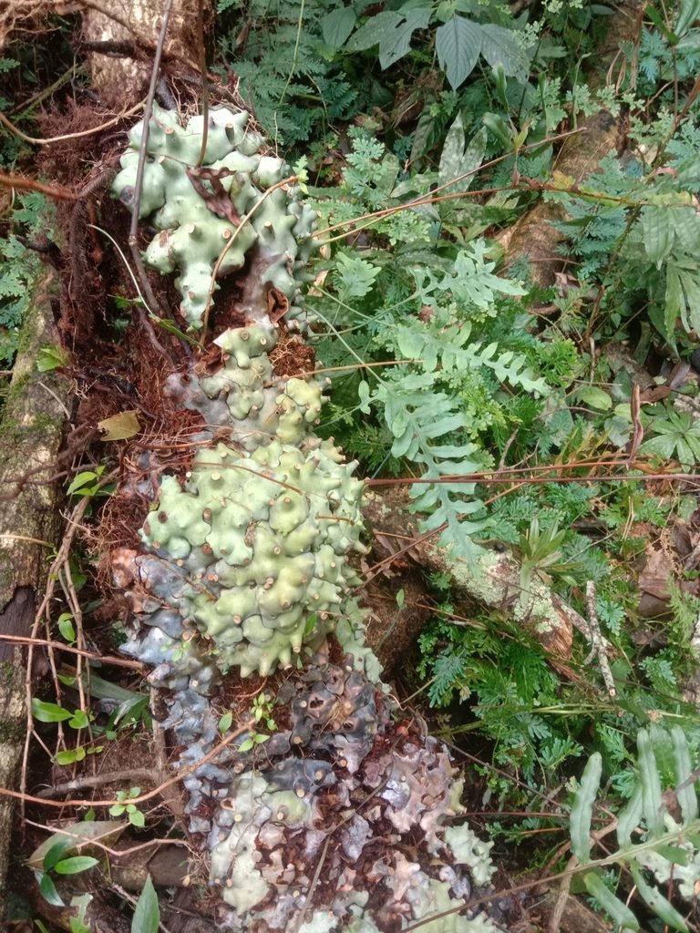 Lecanopteris deparioides