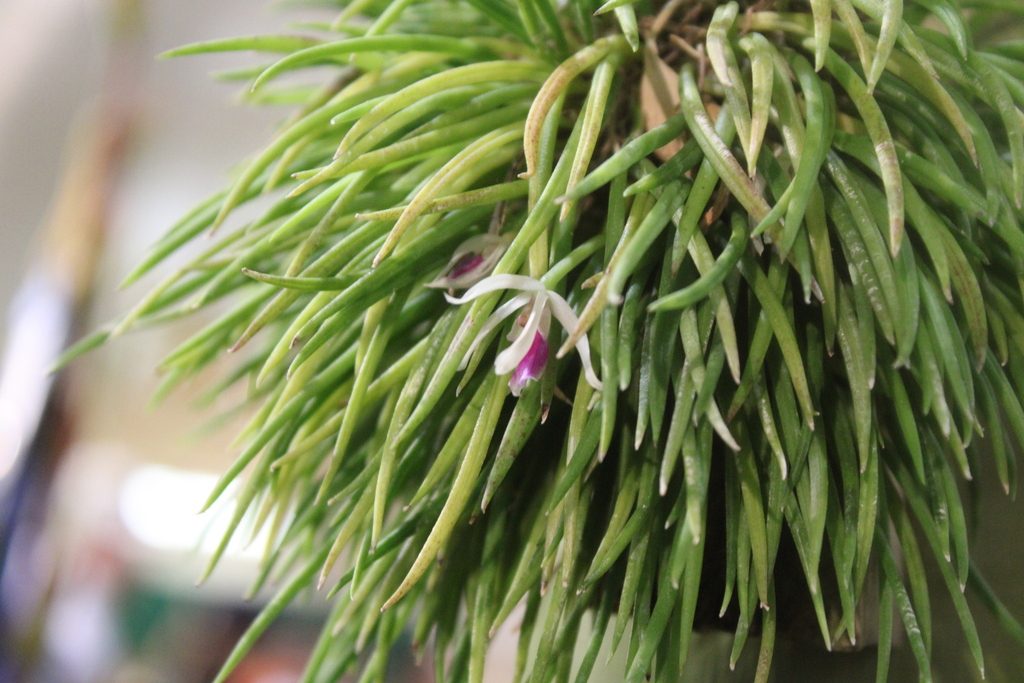 Leptotes bohnkiana