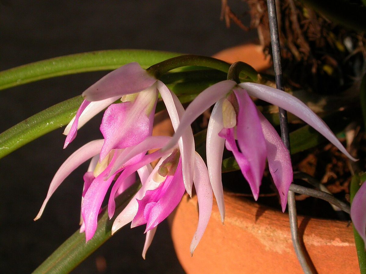 Leptotes pohlitinocoi