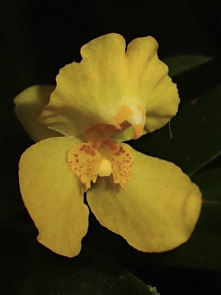 Lockhartia longifolia