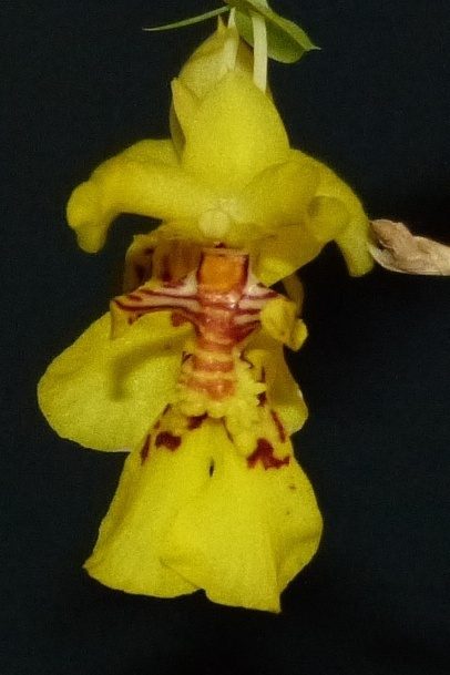 Lockhartia oerstedii
