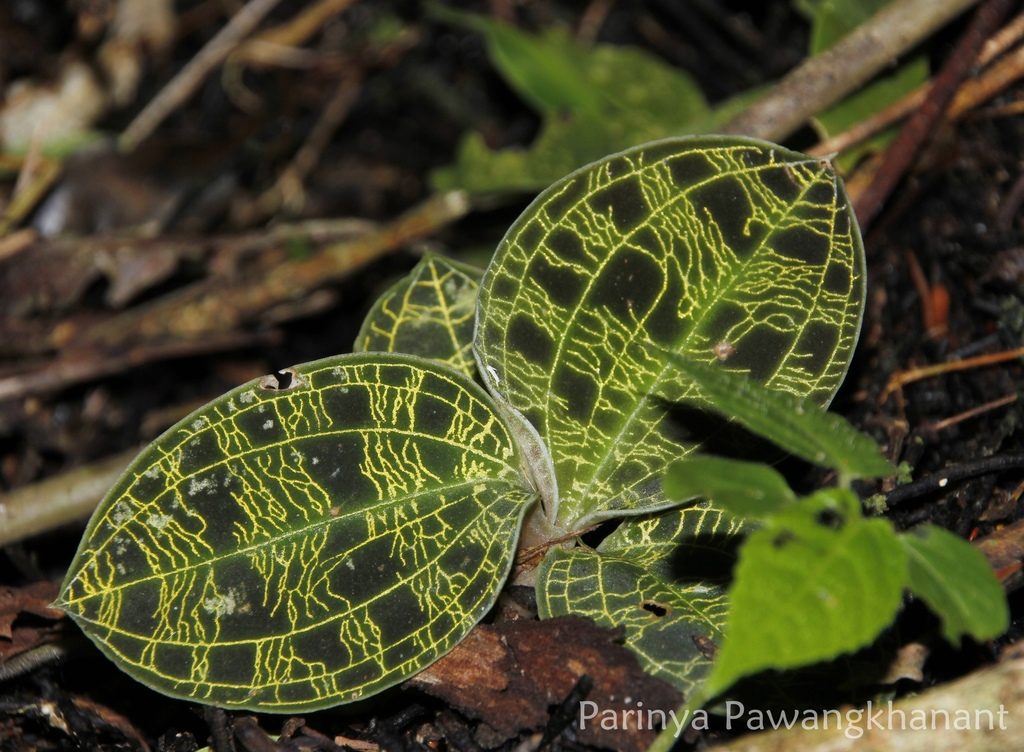 Macodes