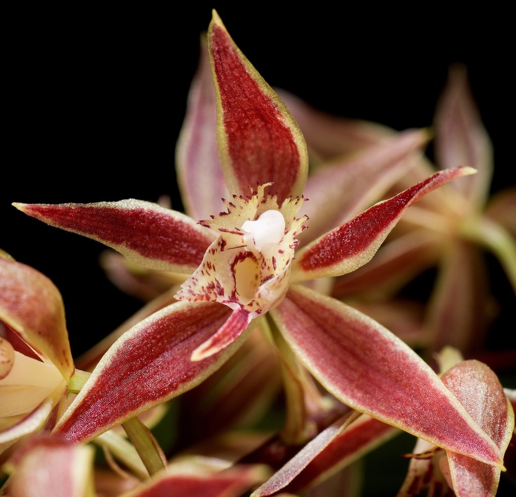 Macradenia