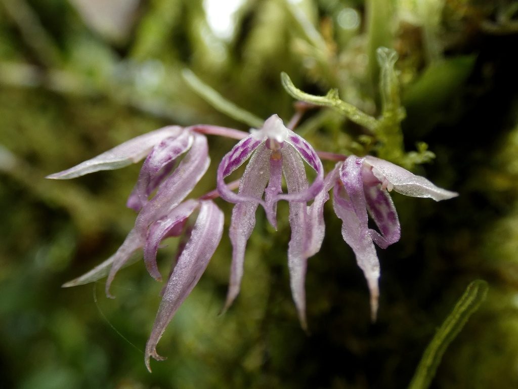 Macroclinium